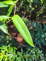 Dioscorea cirrhosa