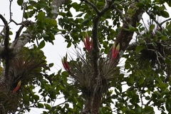 Tillandsia zoquensis