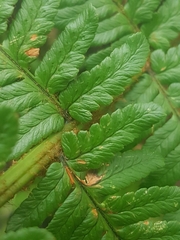 Dryopteris affinis borreri