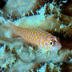Trimma okinawae
