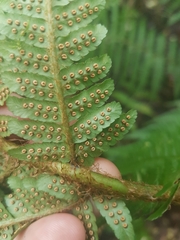 Dryopteris affinis borreri