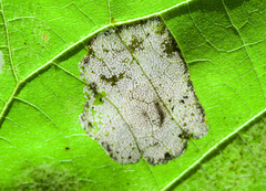 Phyllonorycter lucetiella
