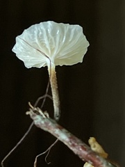 Tetrapyrgos nigripes