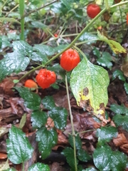 Alkekengi officinarum