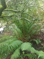 Dryopteris affinis borreri