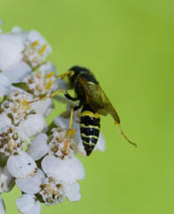 Philanthus bilunatus