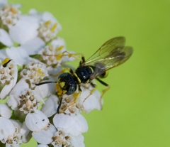 Philanthus bilunatus