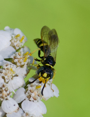 Philanthus bilunatus