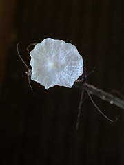 Tetrapyrgos nigripes