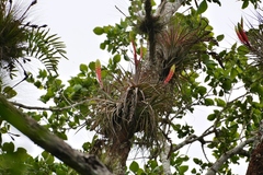 Tillandsia zoquensis