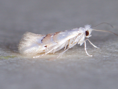 Phyllonorycter lucetiella