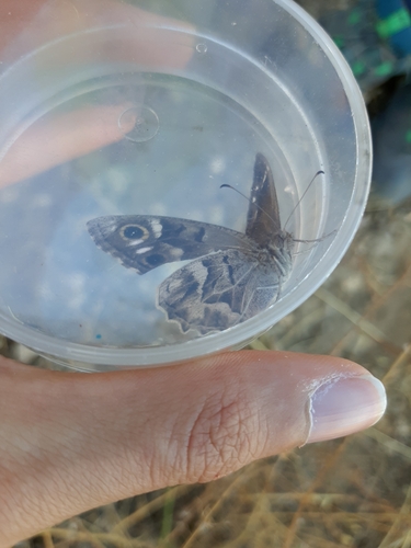 Striped Grayling, San Lorenzo de El Escorial, photo 8 of 10