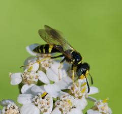 Philanthus bilunatus
