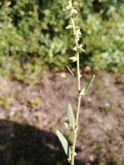 Atriplex oblongifolia