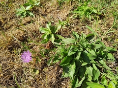 Cardueae