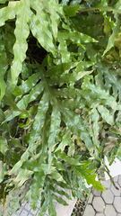 Polypodiaceae