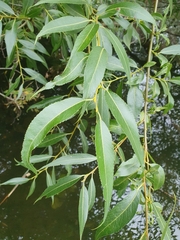 Salix