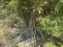 Salix lasiandra