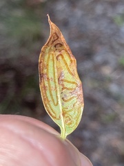 Phyllocnistis meliacella