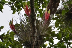 Tillandsia zoquensis