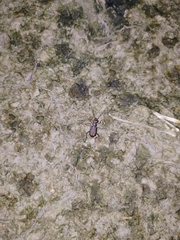 Cicindelina