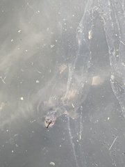 Apalone ferox