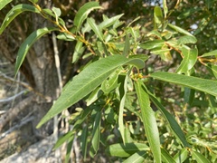 Salix lasiandra
