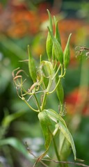 Asclepias incarnata