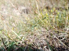 Bupleurum tenuissimum