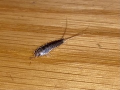 Lepismatidae