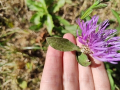 Cardueae