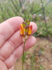 Ixia maculata