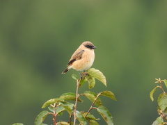 Saxicola stejnegeri