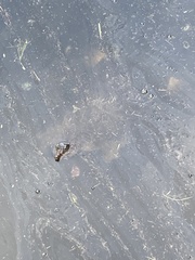 Apalone ferox