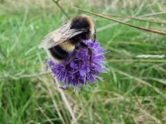 Bombus