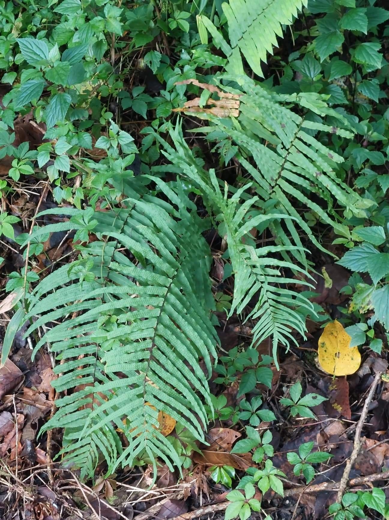 Goniophlebium subauriculatum