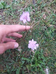 Scabiosa columbaria