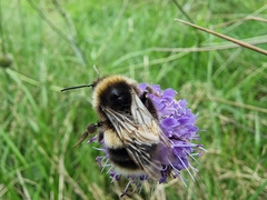 Bombus