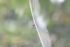 Macracantha arcuata