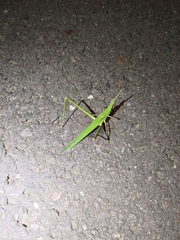 Acrida cinerea