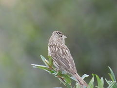 Carpodacus