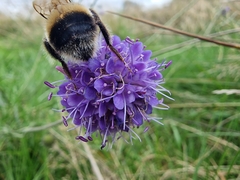 Bombus