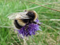 Bombus