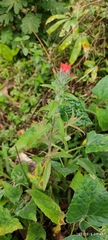 Castilleja arvensis arvensis
