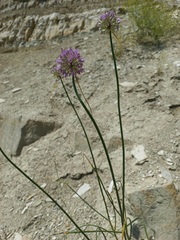 Allium cretaceum