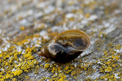 Lymnaeidae