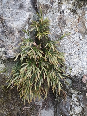 Asplenium septentrionale