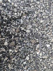 Pantherophis spiloides