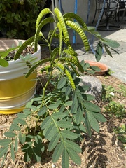 Senna hebecarpa