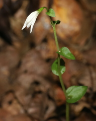Triphora trianthophoros